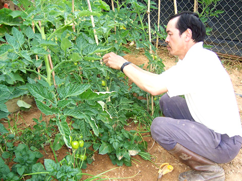 C&oacute; thể dễ d&agrave;ng tự tạo một vườn c&agrave; chua mini ngay tại nh&agrave;