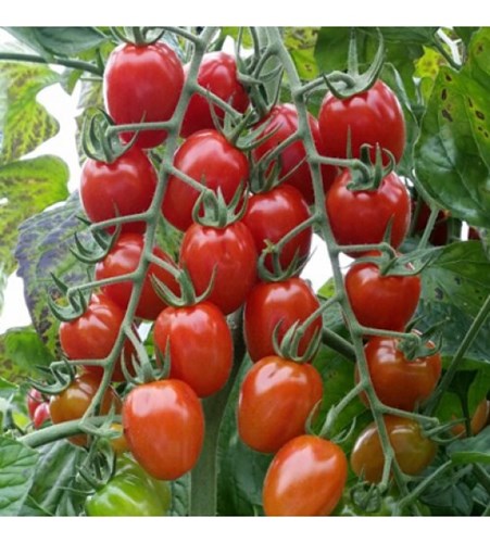 Kỹ thuật trồng c&agrave; chua kh&ocirc;ng qu&aacute; kh&oacute;