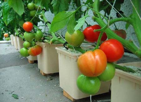 Chỉ cần ch&uacute;t tỉ mỉ l&agrave; c&oacute; thể c&oacute; một vườn c&agrave; chua mini ngay tại nh&agrave;
