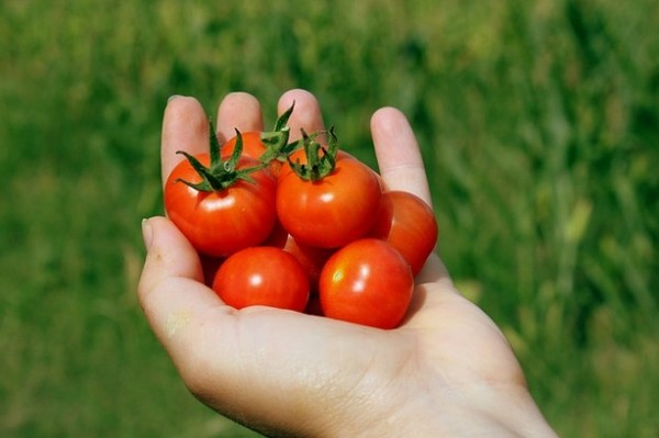 Kỹ thuật trồng c&agrave; chua tại nh&agrave; kh&ocirc;ng qu&aacute; kh&oacute;