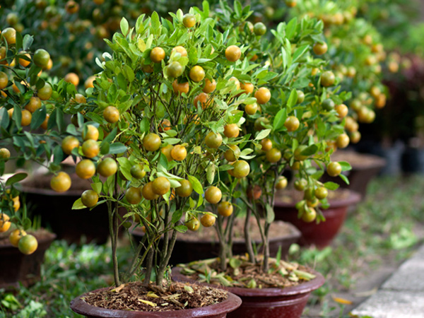 Kỹ thuật trồng c&acirc;y quất cảnh y&ecirc;u cầu người trồng phải rất tỉ mỉ