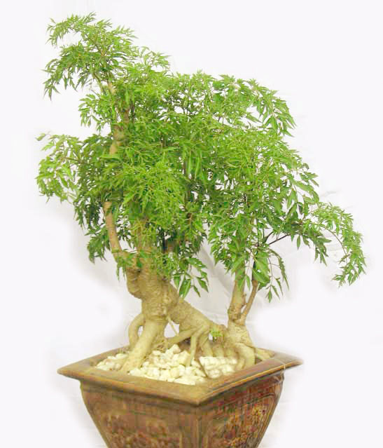 Lo&agrave;i c&acirc;y n&agrave;y l&agrave; một vị thuốc qu&yacute; 