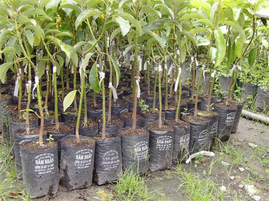 &Aacute;p dụng đ&uacute;ng c&aacute;c kỹ thuật trồng c&acirc;y sẽ gi&uacute;p người trồng tr&aacute;nh nhiều dịch bệnh cho c&acirc;y