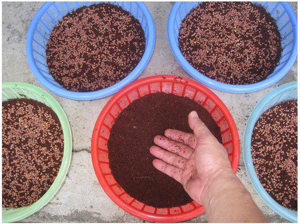 Chuẩn bị đất, ng&acirc;m hạt,.. l&agrave; những kh&acirc;u quan trọng cần ch&uacute; &yacute; trong kỹ thuật trồng c&acirc;y rau ch&acirc;n viitj