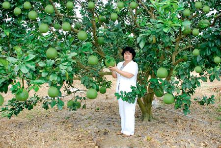  Kỹ thuật trồng c&acirc;y bưởi da xanh đ&uacute;ng c&aacute;ch sẽ cho năng suất cao nhất