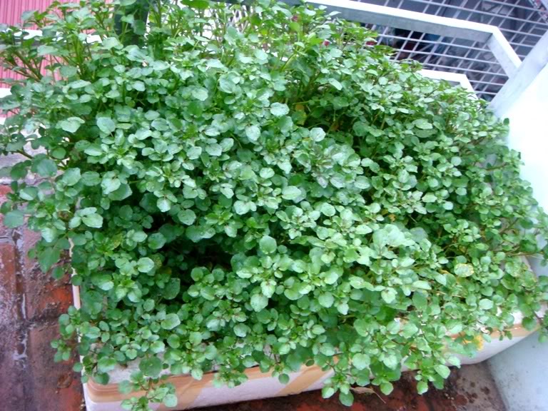 Kỹ thuật trồng c&acirc;y rau cải xoong rất đơn giản