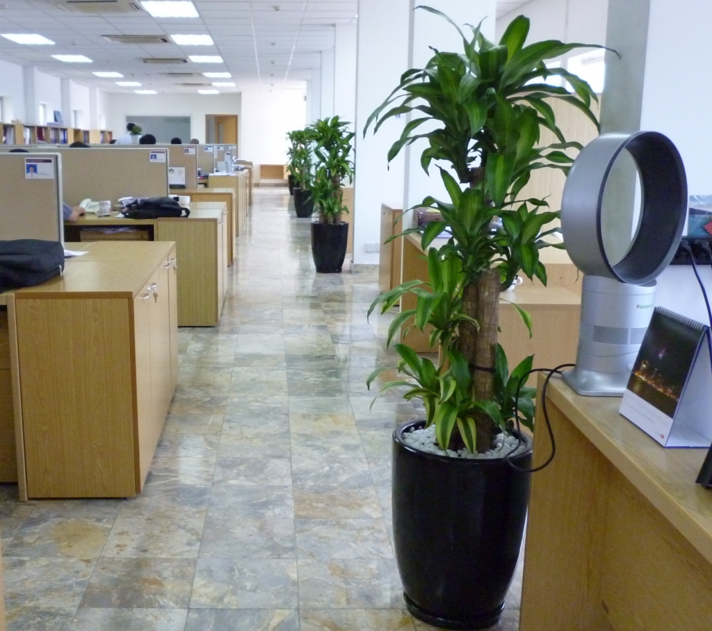 Kỹ thuật trồng c&acirc;y cảnh trong chậu đ&uacute;ng c&aacute;ch sẽ cho c&acirc;y tươi khỏe