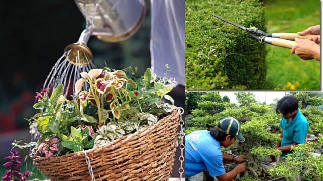 Tưới nước, b&oacute;n ph&acirc;n l&agrave; kh&acirc;u quan trọng trong kỹ thuật trồng c&acirc;y cảnh trong chậu