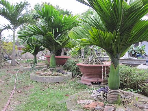 Kỹ thuật trồng c&acirc;y cau l&ugrave;n kh&ocirc;ng kh&oacute; lại cho quả quanh năm