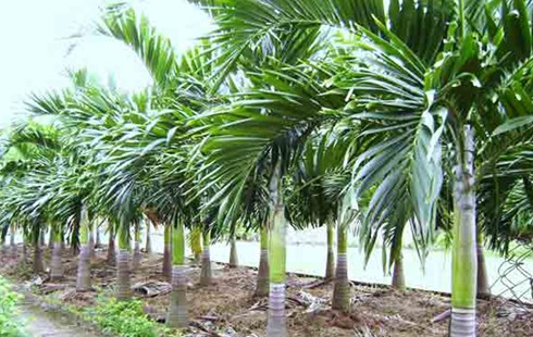Cau l&ugrave;n rất &iacute;t s&acirc;u bệnh v&agrave; cũng kh&ocirc;ng k&eacute;n đất