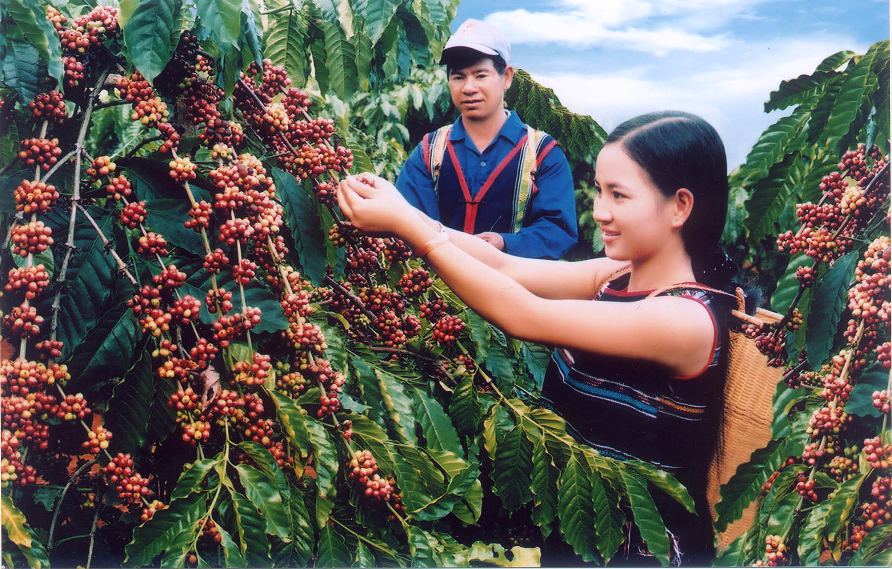 B&agrave; con n&ecirc;n nghi&ecirc;n cứu cẩn thận kỹ thuật trồng c&acirc;y c&agrave; ph&ecirc; trước khi bắt tay v&agrave;o mua giống