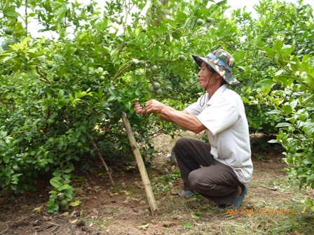 Kỹ thuật trồng c&acirc;y chanh kh&ocirc;ng thể thiếu kh&acirc;u chăm s&oacute;c v&agrave; ph&ograve;ng trừ s&acirc;u bệnh