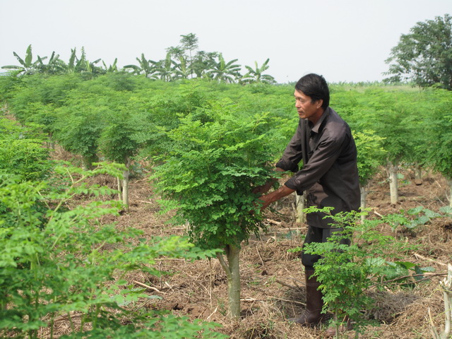 Kỹ thuật trồng c&acirc;y ch&ugrave;m ng&acirc;y y&ecirc;u cầu tỉ mỉ