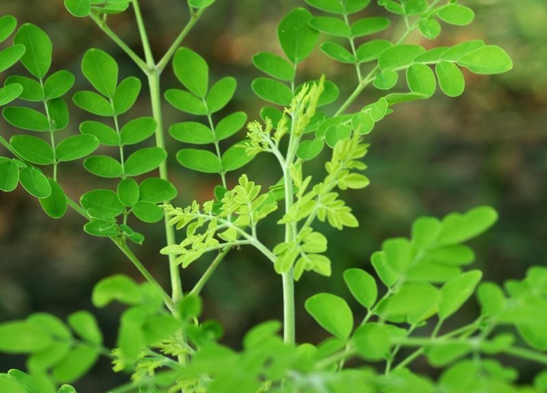L&aacute; của lo&agrave;i c&acirc;y n&agrave;y được d&ugrave;ng l&agrave;m thuốc