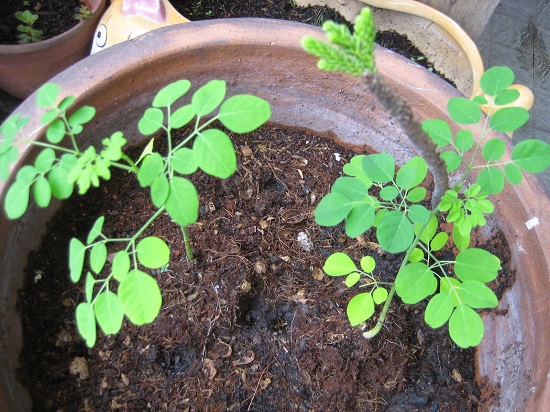 Kỹ thuật trồng c&acirc;y ch&ugrave;m ng&acirc;y kh&ocirc;ng qu&aacute; kh&oacute;