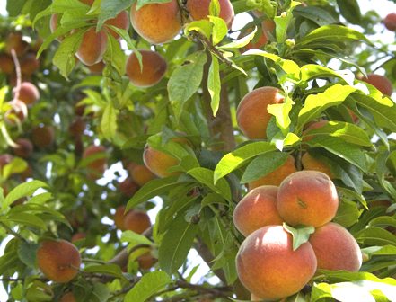 Qủa đ&agrave;o được nhiều người y&ecirc;u th&iacute;ch với nhiều c&ocirc;ng dụng kh&aacute;c nhau