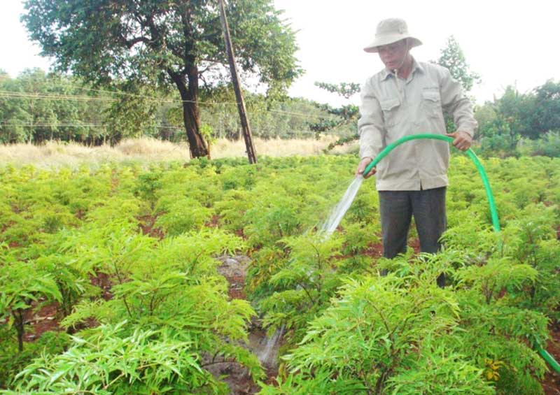 Kỹ thuật trồng c&acirc;y đinh lăng kh&ocirc;ng qu&aacute; phức tạp