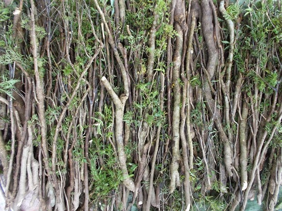 Tất cả c&aacute;c bộ phận của c&acirc;y đều c&oacute; c&ocirc;ng dụng trong y học