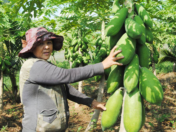 Kỹ thuật trồng c&acirc;y đu đủ kh&ocirc;ng kh&oacute;, cho năng suất cao