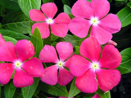 Lo&agrave;i hoa n&agrave;y c&oacute; khả năng chịu hạn giỏi