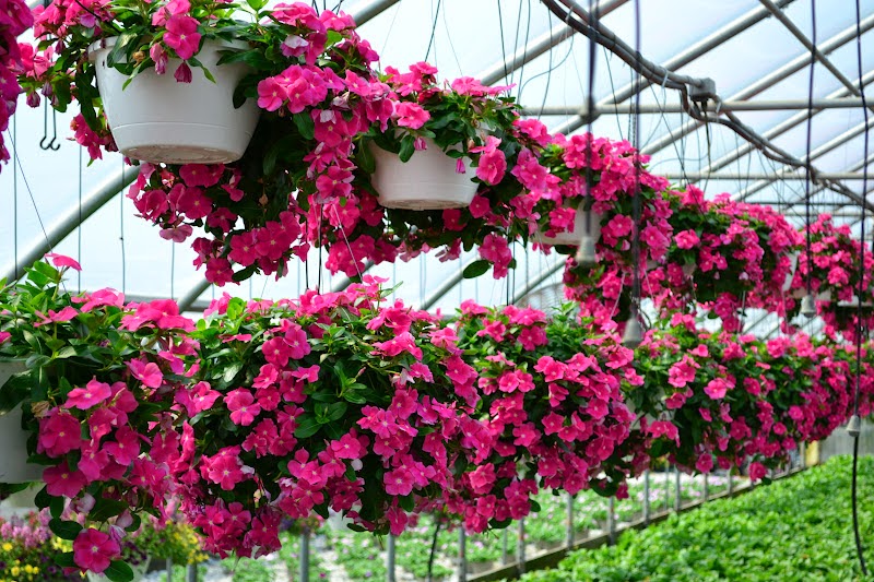 Lo&agrave;i hoa n&agrave;y mang đến &yacute; nghĩa th&agrave;nh đạt cho gia chủ