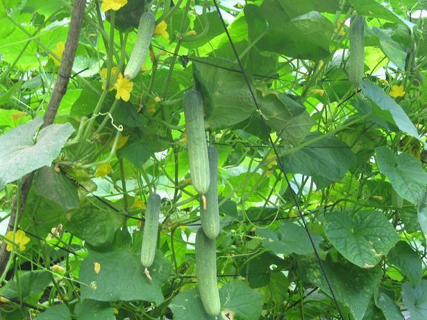Kỹ thuật trồng c&acirc;y dưa leo kh&ocirc;ng kh&oacute;