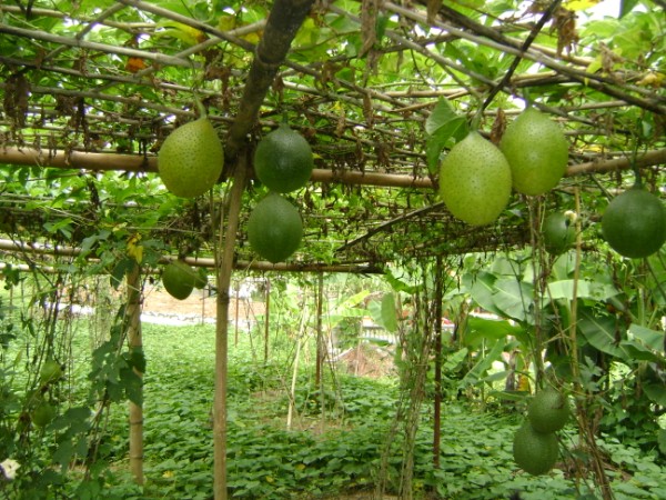 Kỹ thuật trồng c&acirc;y gấc kh&ocirc;ng kh&oacute;
