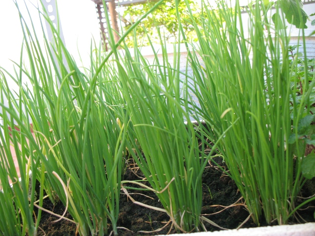 C&acirc;y h&agrave;nh l&aacute; c&oacute; kỹ thuật trồng c&acirc;y kh&aacute; dễ