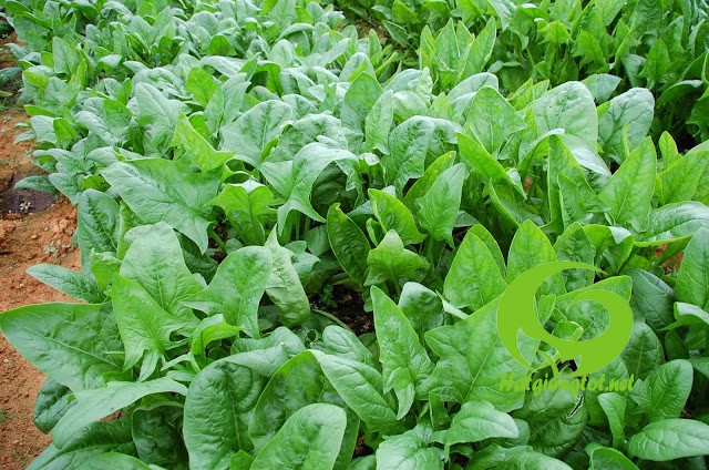 Nắm được kỹ thuật trồng c&acirc;y rau ch&acirc;n vịt sẽ đem lại hiệu quả cao