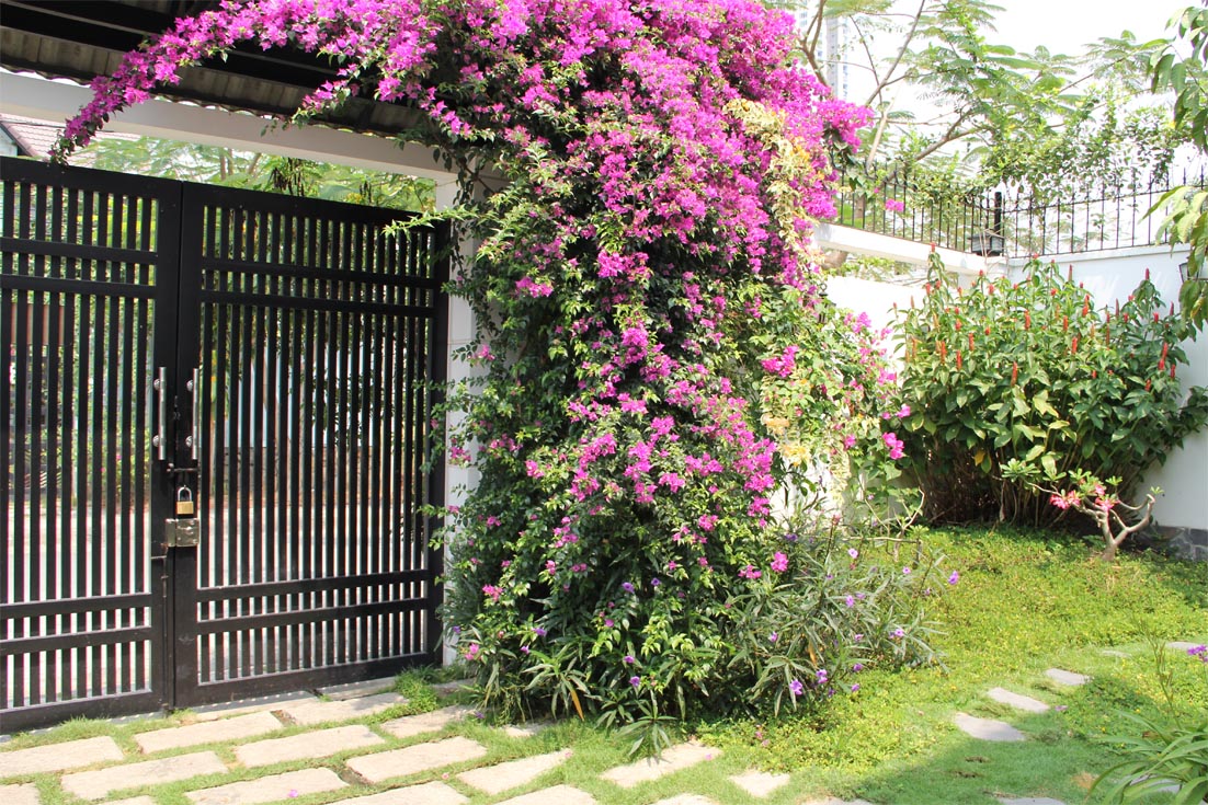 Kỹ thuật trồng c&acirc;y hoa giấy rất đơn giản