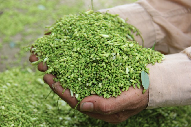 &Aacute;p dụng đ&uacute;ng kỹ thuật trồng c&acirc;y, người d&acirc;n sẽ thu lại hiệu quả Sòng Bài Trực Tuyến 13Win.com cao