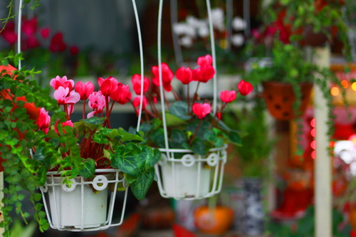 Để c&oacute; chậu hoa sen cạn đẹp, người chơi hoa cần ch&uacute; &yacute; một số kỹ thuật trồng c&acirc;y đơn giản