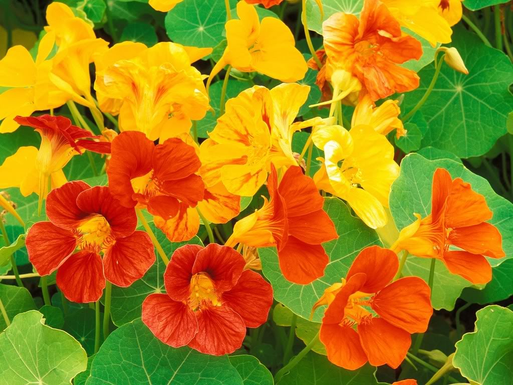 Hoa sen cạn c&oacute; nhiều m&agrave;u như v&agrave;ng, v&agrave;ng cam v&agrave; đỏ