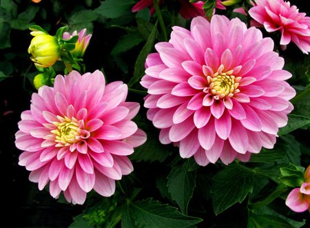 Thược dược từng được nhiều người ưa chuộng trưng b&agrave;y ban thờ hoặc nơi l&agrave;m việc