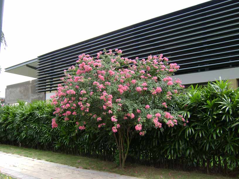 Để c&oacute; được hoa ra quanh năm, người chơi hoa cần tu&acirc;n thủ theo một số kỹ thuật trồng c&acirc;y cơ bản