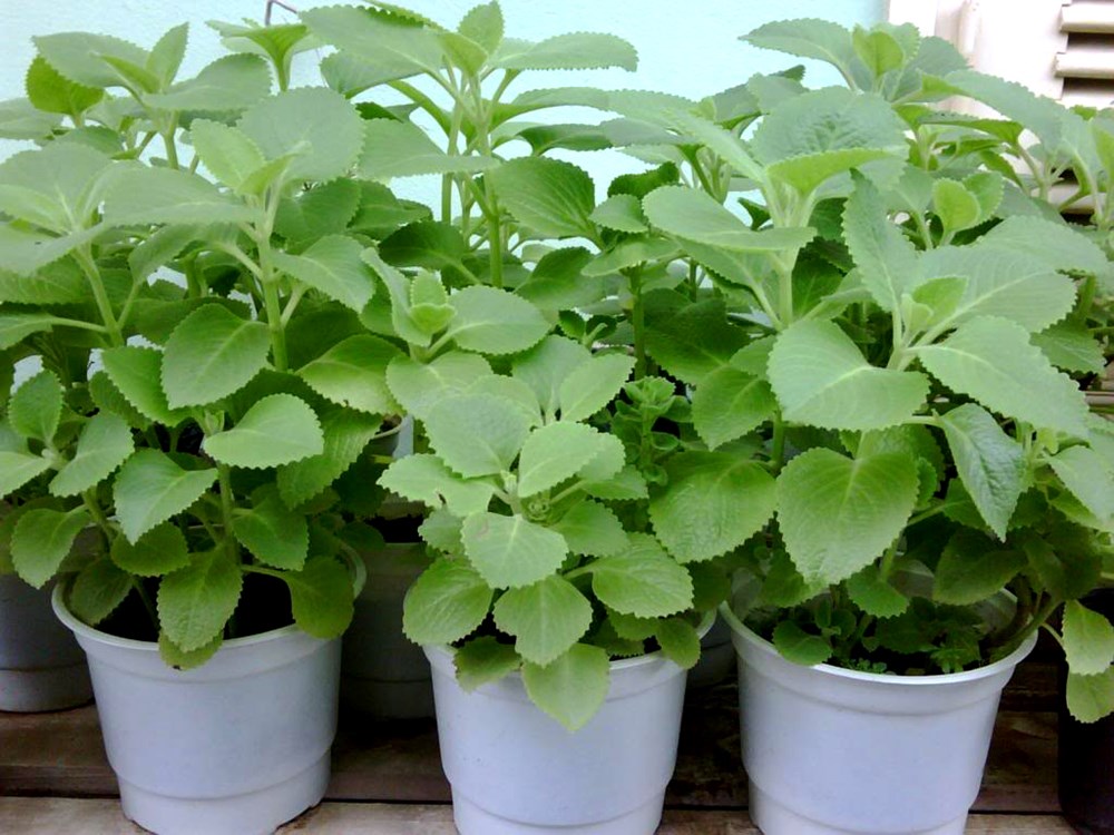 C&acirc;y h&uacute;ng chanh c&oacute; kỹ thuật trồng c&acirc;y đơn giản v&agrave; kh&ocirc;ng y&ecirc;u cầu chăm s&oacute;c tỉ mỉ