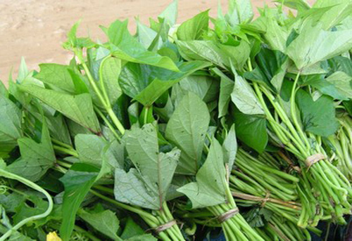 Kỹ thuật trồng c&acirc;y rau khoai lang kh&ocirc;ng kh&oacute;