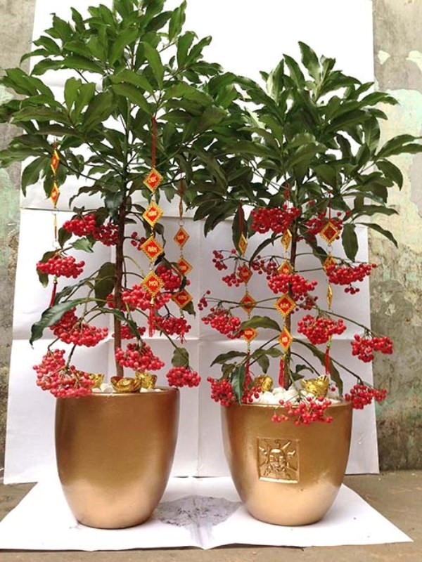Kỹ thuật trồng c&acirc;y kim ng&acirc;n kh&ocirc;ng kh&oacute;