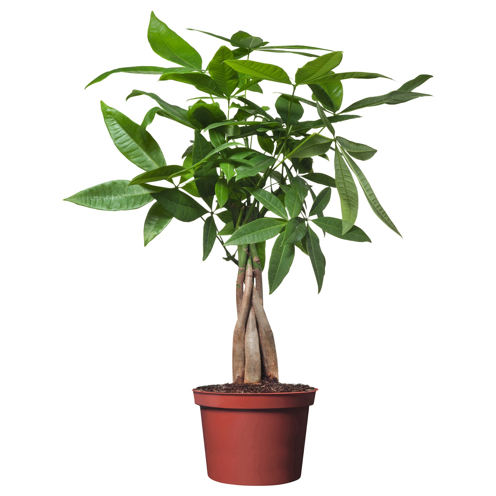 Để c&oacute; chậu c&acirc;y đẹp như &yacute;, người chơi cần tu&acirc;n thủ theo một số kỹ thuật trồng c&acirc;y