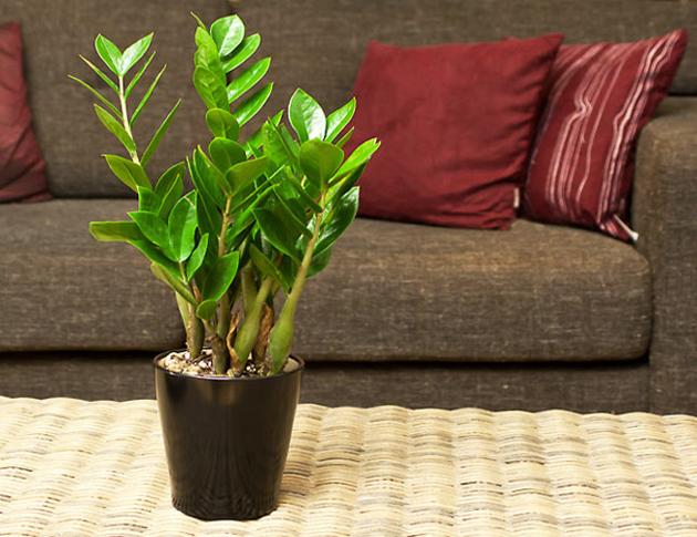 C&acirc;y kim tiền th&iacute;ch ph&ugrave; hợp khi b&agrave;y tại c&aacute;c văn ph&ograve;ng, c&ocirc;ng ty