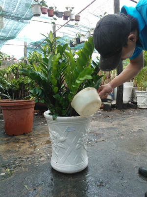 Người trồng tu&acirc;n thủ theo c&aacute;c kỹ thuật trồng c&acirc;y sẽ thu lại vẻ đẹp như mong muốn