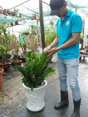 Người chơi n&ecirc;n để &yacute; đến lượng nước trong chậu c&acirc;y thường xuy&ecirc;n