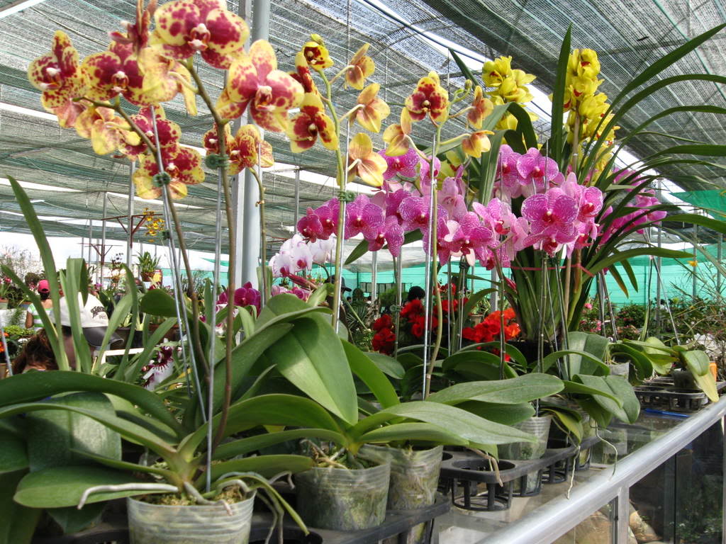 Lan hồ điệp c&oacute; nhiều m&agrave;u đa dạng