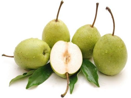 Kỹ thuật trồng c&acirc;y l&ecirc; đ&uacute;ng c&aacute;ch sẽ cho năng suất cao nhất