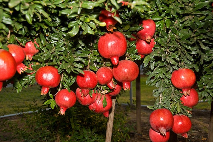 Kỹ thuật trồng c&acirc;y lựu kh&ocirc;ng qu&aacute; kh&oacute;