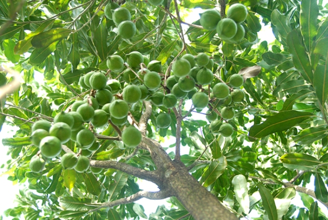Kỹ thuật trồng c&acirc;y Mắc ca y&ecirc;u cầu sự tỉ mỉ