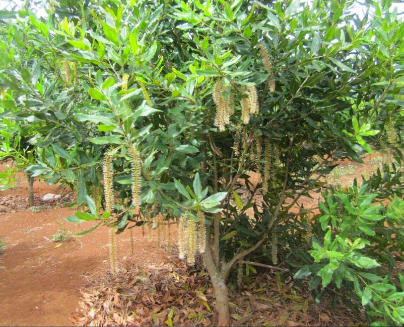Để thu hoạch được nhiều hạt mắc ca, người trồng cần tu&acirc;n thủ một số kỹ thuật trồng c&acirc;y cần thiết