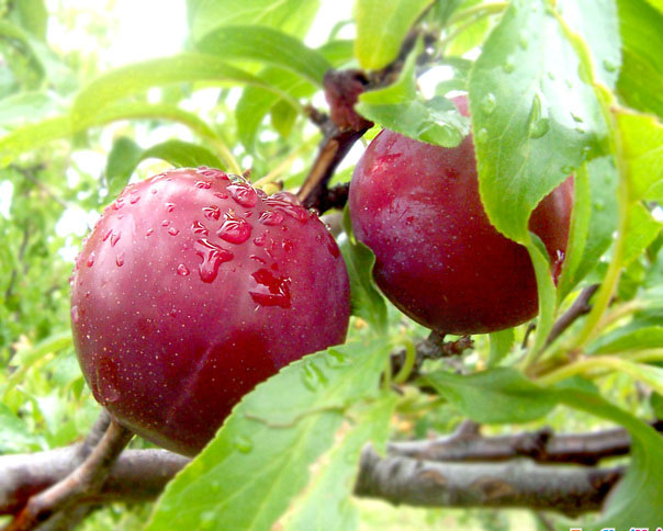 Kỹ thuật trồng c&acirc;y mận đ&uacute;ng c&aacute;ch kh&ocirc;ng những cho năng suất m&agrave; c&ograve;n cho cả về chất lượng quả