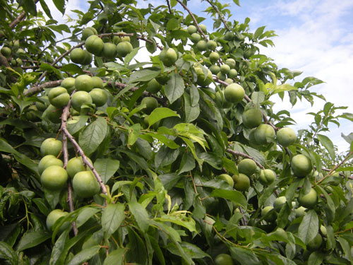 Cần phải b&oacute;n ph&acirc;n, tưới nước, tỉa c&agrave;nh đ&uacute;ng thời điểm