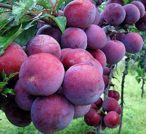 C&acirc;y mận c&oacute; khả năng chống s&acirc;u bệnh cao n&ecirc;n an to&agrave;n cho người sử dụng 